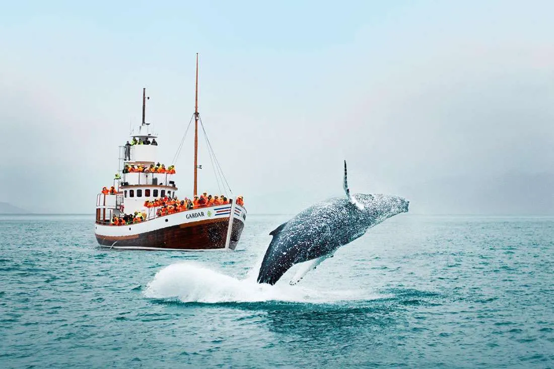 iceland whale watching