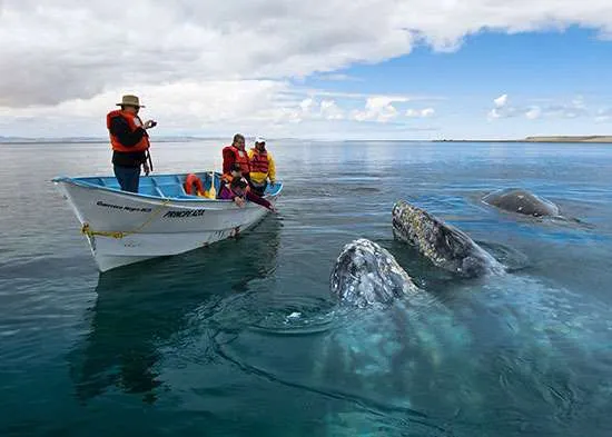 Gray Whales at Magdalena Bay