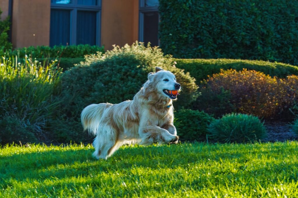dog playing ball on a lawn