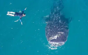 swimming with whale sharks