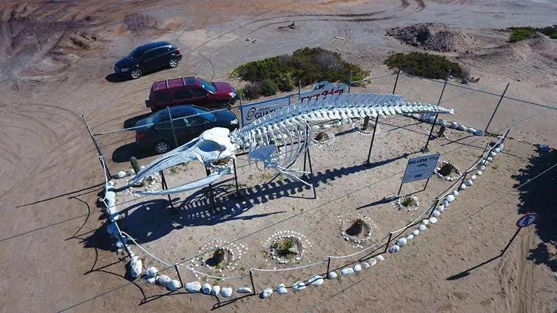 Aerial shot of the gray whale skeleton