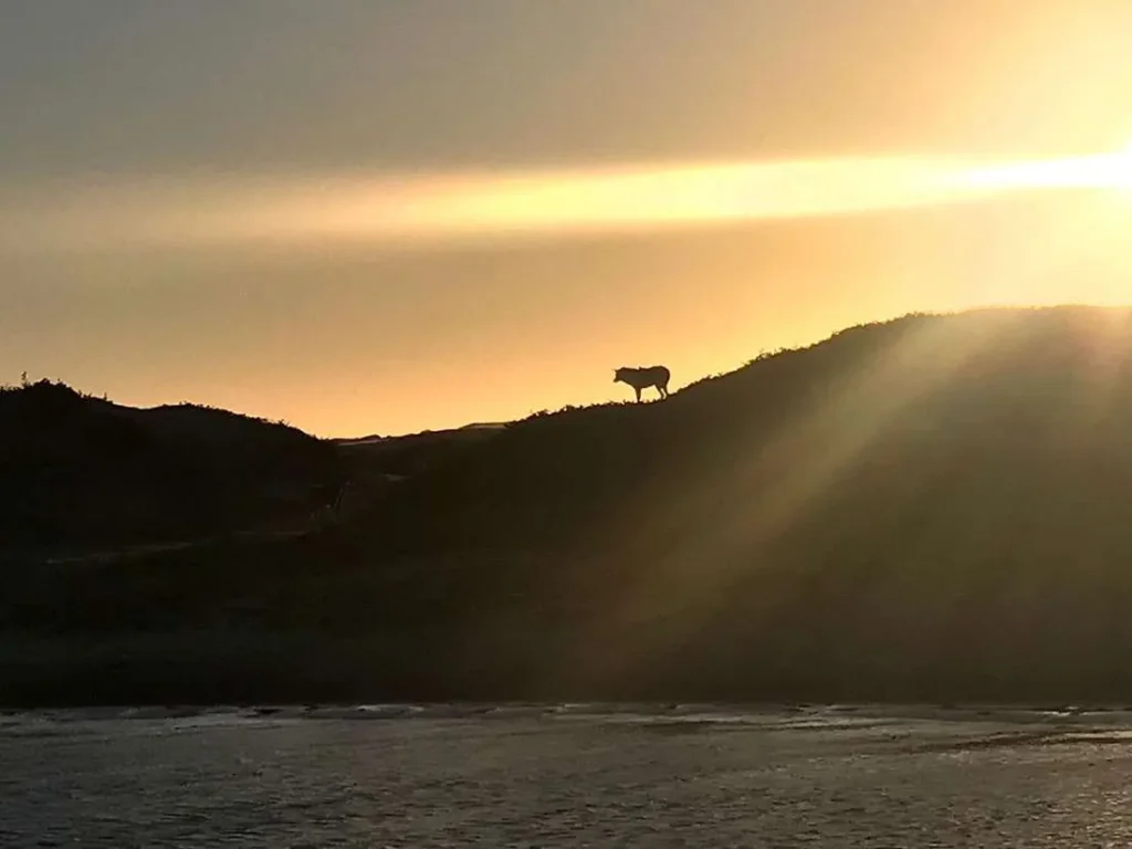 Coyotes of Magdalena Bay