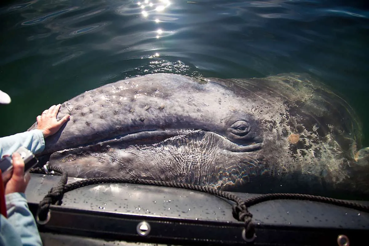 friendly gray whales