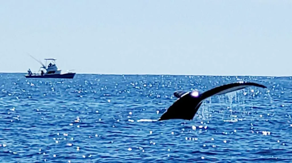 Gray whale tail