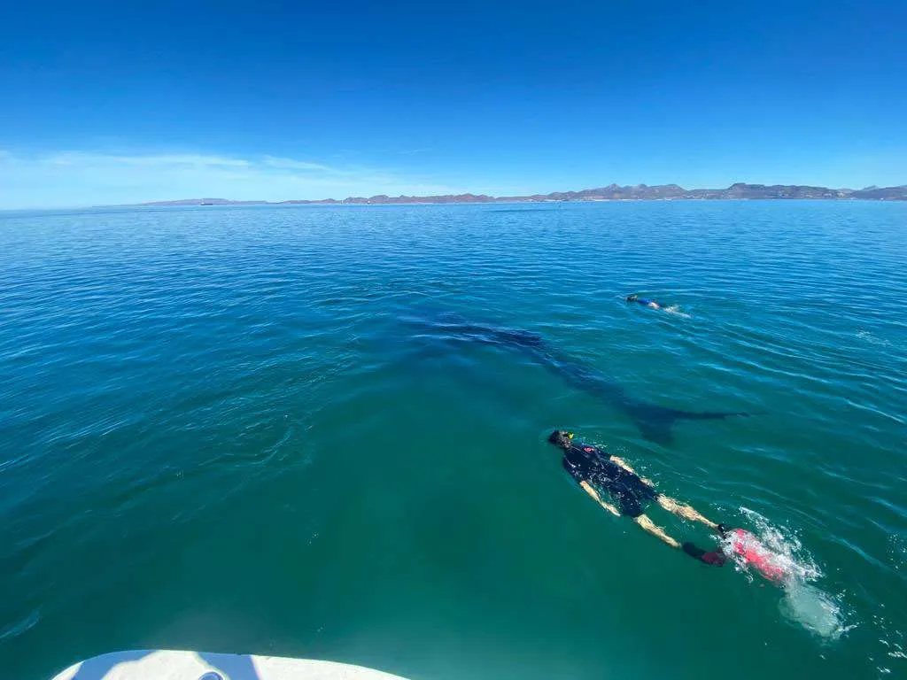 snorkeling with whale sharks