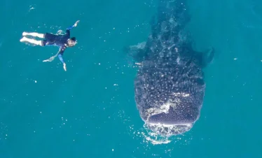 Swim with whale sharks