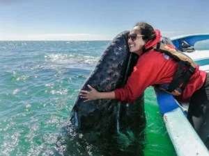 Whale Watching in Magdalena Bay