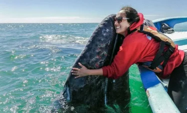 Whale Watching in Magdalena Bay