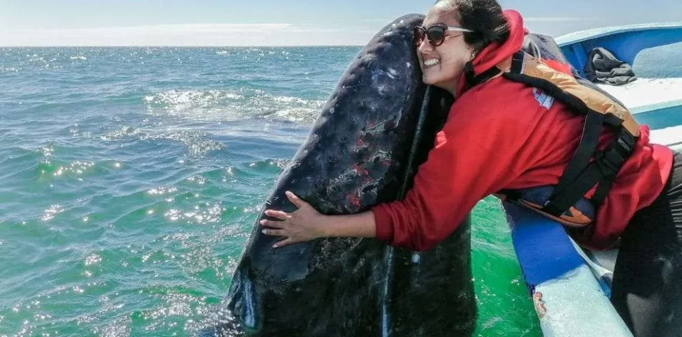 Whale Watching in Magdalena Bay