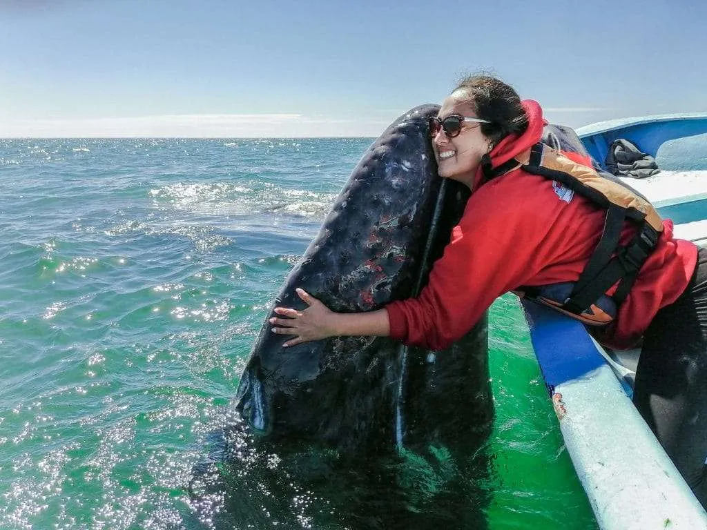 Whale Watching in Magdalena Bay