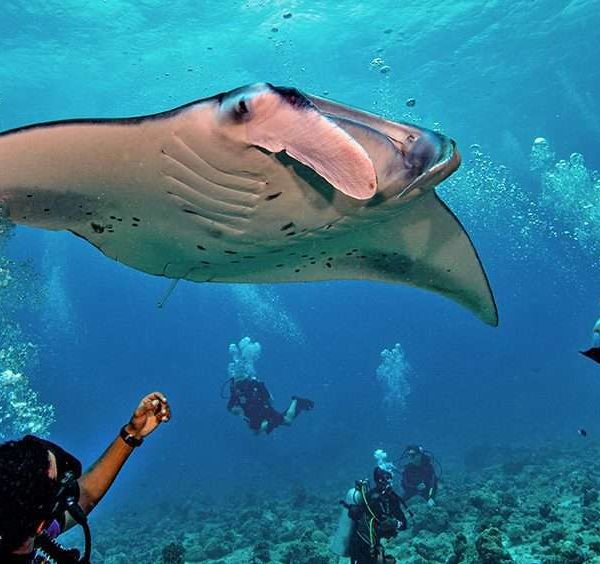 Maldives Scuba Diving