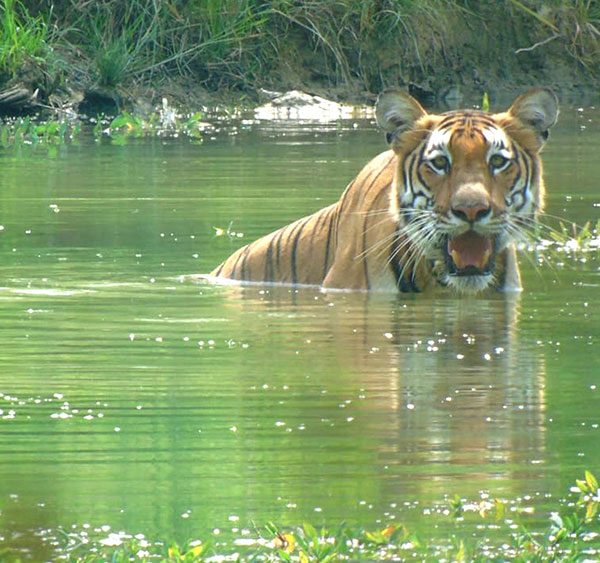 bengal tiger