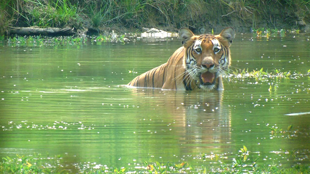 bengal tiger