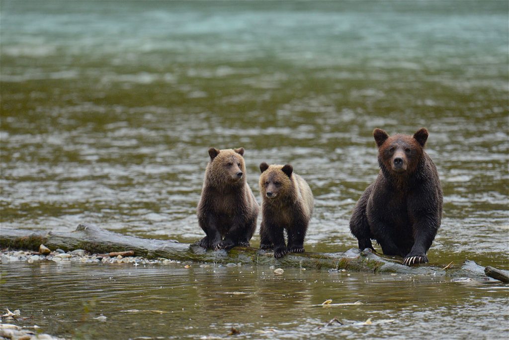 Grizzly Bears