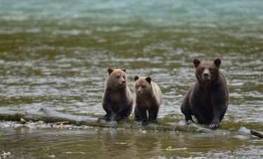 Grizzly Bears