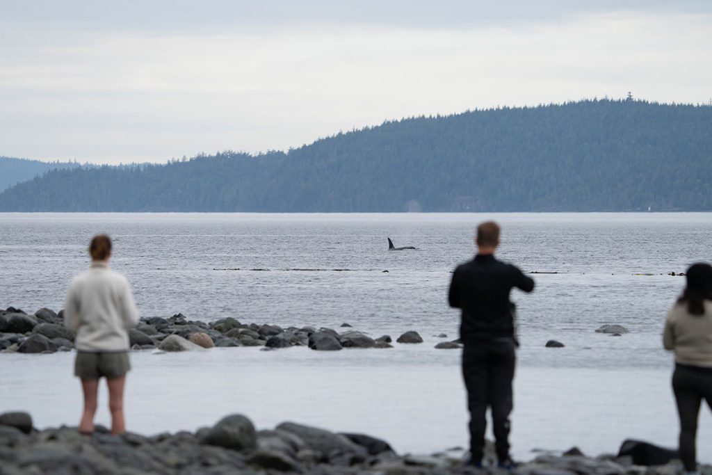 Orcas off the beach at Orca Camp