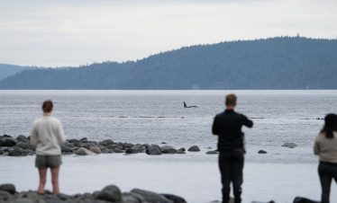 Orcas off the beach at Orca Camp