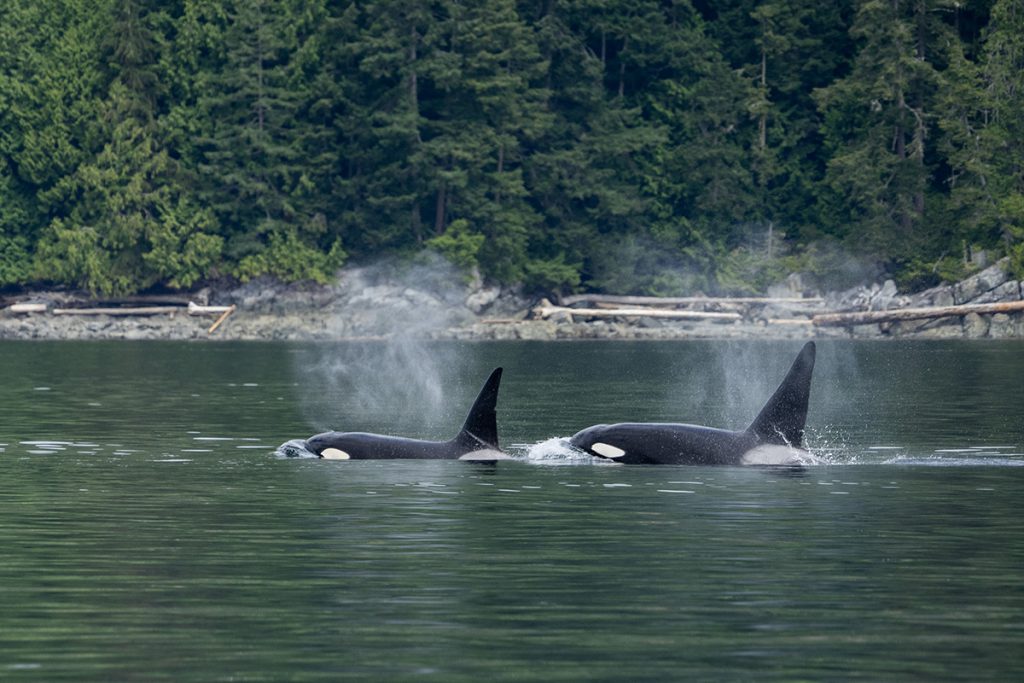 Orcas in the Johnstone Strait