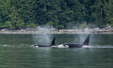 Orcas in the Johnstone Strait