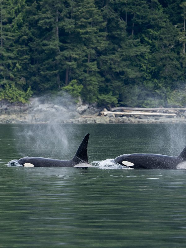 Orcas in the Johnstone Strait